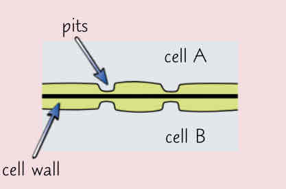 <p>-wall is very thin </p><p>-they’re arranged in pairs </p><p>-allows transport of substances between cells </p>