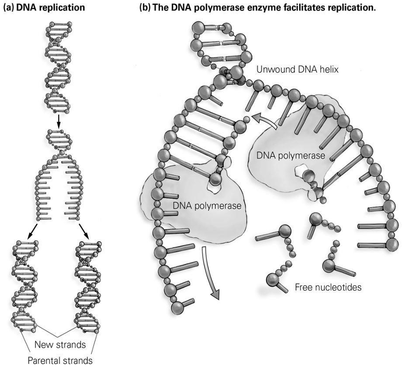 <p><span style="font-family: &quot;Times New Roman&quot;; font-size: 16px;">According to this figure, what is the purpose of DNA polymerase?</span></p><p><span style="font-family: &quot;Times New Roman&quot;; font-size: 16px;">A)</span><span style="font-family: &quot;Times New Roman&quot;; font-size: 9.33px;">&nbsp; </span><span style="font-family: &quot;Times New Roman&quot;; font-size: 16px;">to ensure that nucleotides are only added to one parental strand</span></p><p><span style="font-family: &quot;Times New Roman&quot;; font-size: 16px;">B)</span><span style="font-family: &quot;Times New Roman&quot;; font-size: 9.33px;">&nbsp; </span><span style="font-family: &quot;Times New Roman&quot;; font-size: 16px;">to help the sugars in DNA break apart from the phosphates</span></p><p><span style="font-family: &quot;Times New Roman&quot;; font-size: 16px;">C)</span><span style="font-family: &quot;Times New Roman&quot;; font-size: 9.33px;">&nbsp; </span><span style="font-family: &quot;Times New Roman&quot;; font-size: 16px;">to help the free nucleotides bond to the unwound DNA strands</span></p><p><span style="font-family: &quot;Times New Roman&quot;; font-size: 16px;">D)</span><span style="font-family: &quot;Times New Roman&quot;; font-size: 9.33px;">&nbsp; </span><span style="font-family: &quot;Times New Roman&quot;; font-size: 16px;">to prevent mutations in the complementary base pairs</span></p>