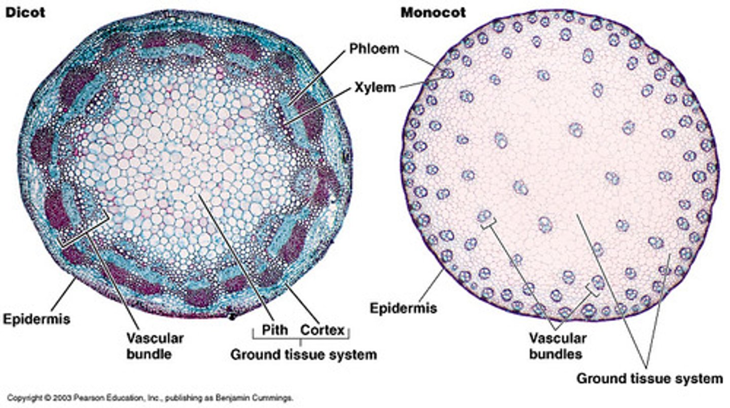 <p>A ring of vascular bundles (the monocot has vascular bundles as well but they are not in a ring), a cortex and pith, ground tissue that connects pith to cortex, and sclerenchyma (fiber cells)</p>