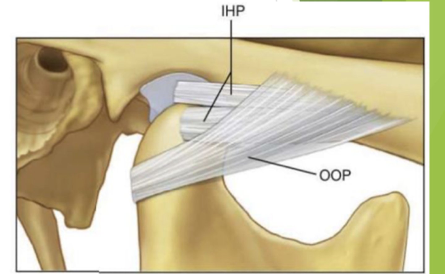 <p>false, the two different portions of the TMJ ligament is the oblique and the inner horizontal</p>