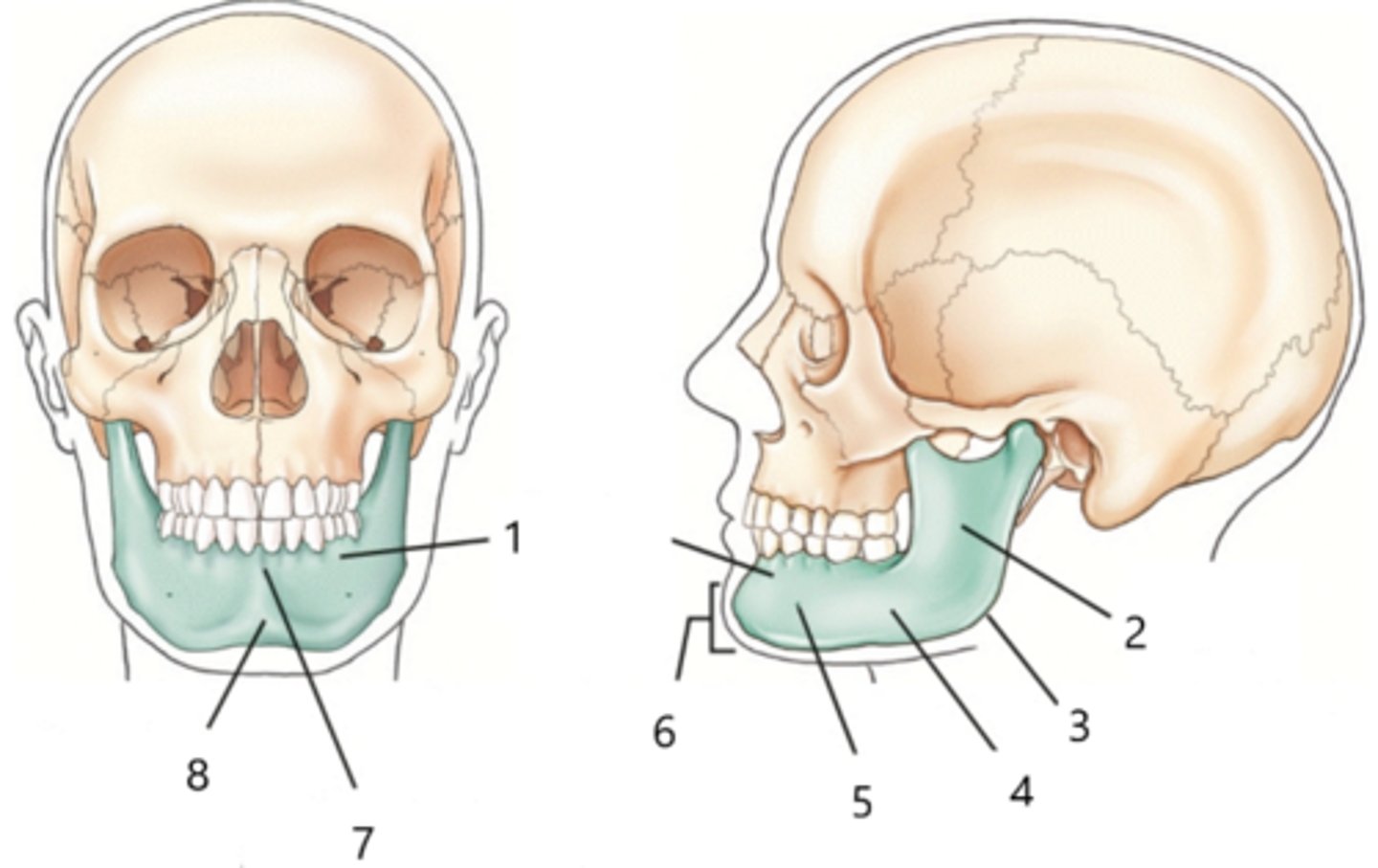 <p>What structure is identified by the number 2?</p>