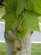 <p>Platanus occidentalis</p>