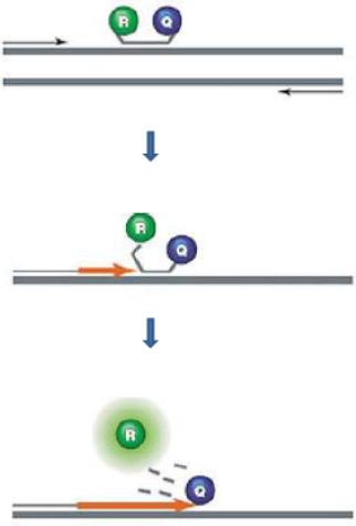 <p>In <span><strong>TaqMan Probes</strong></span> (hydrolysis probes) when intact, the fluorescence of the reporter is quenched due to its proximity to the quencher. Probe hybridizes to the target, dsDNA-specific 5'-&gt;3' exonuclease activity of Taq or Tth cleaves off the reporter. Reporter is separated from the quencher → Fluorescent signal proportional to the amount of amplified product in the sample.</p>