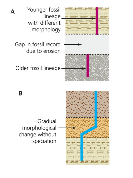 <p>slow and steady change, mechanism by which speciation occurs</p><p>how most species develop</p><p>supported by studies of microevolution, population genetics</p>