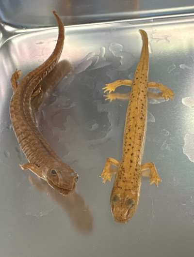 <p>Family: Plethodontidae</p><ul><li><p><span style="background-color: transparent;"><span>Large stout body</span></span></p></li><li><p><span style="background-color: transparent;"><span>Orange, red dorsum with small dark spots</span></span></p></li><li><p><span style="background-color: transparent;"><span>Line from eye to nostril, throat sometimes flecked with black</span></span></p></li><li><p><span style="background-color: transparent;"><span>Headwater streams and springs</span></span></p></li><li><p><span style="background-color: transparent;"><span>Eggs in summer, 4 years larval</span></span></p></li><li><p><span style="background-color: transparent;"><span>Very western, colder environments</span></span></p></li></ul><p></p>