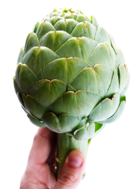 <p>El Alcachofa</p>