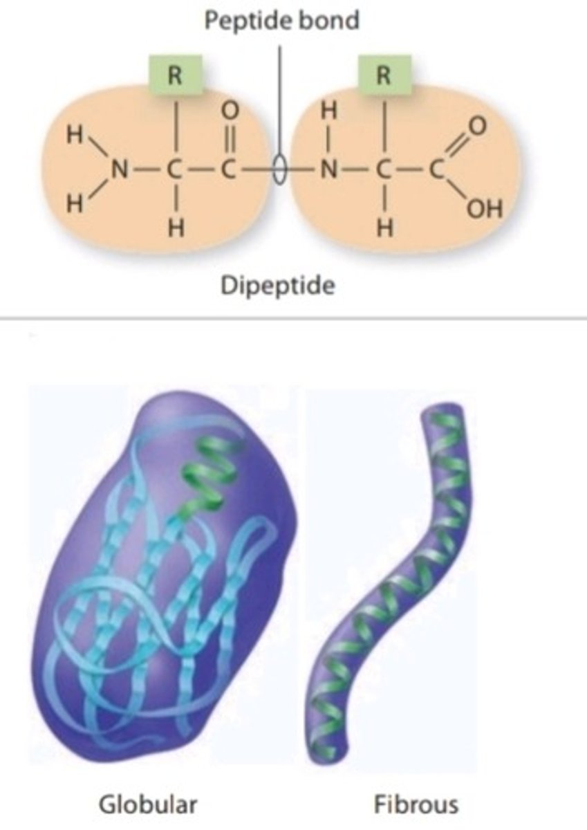 <p>Class of organic compounds that are composed of many amino acids linked together by peptide bonds</p>