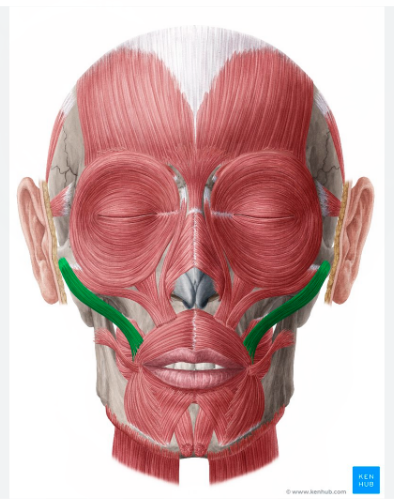 <p>Zygomaticus (major + minor)</p>