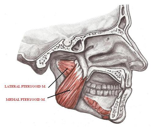 <p>Closes the lower jaw<br>Move the mandible sides or lateral excursion</p>