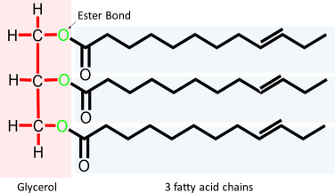 <p>lipid molecules formed from one glucerol molecule bonded by ester linkages to three fatty acid molecules</p>