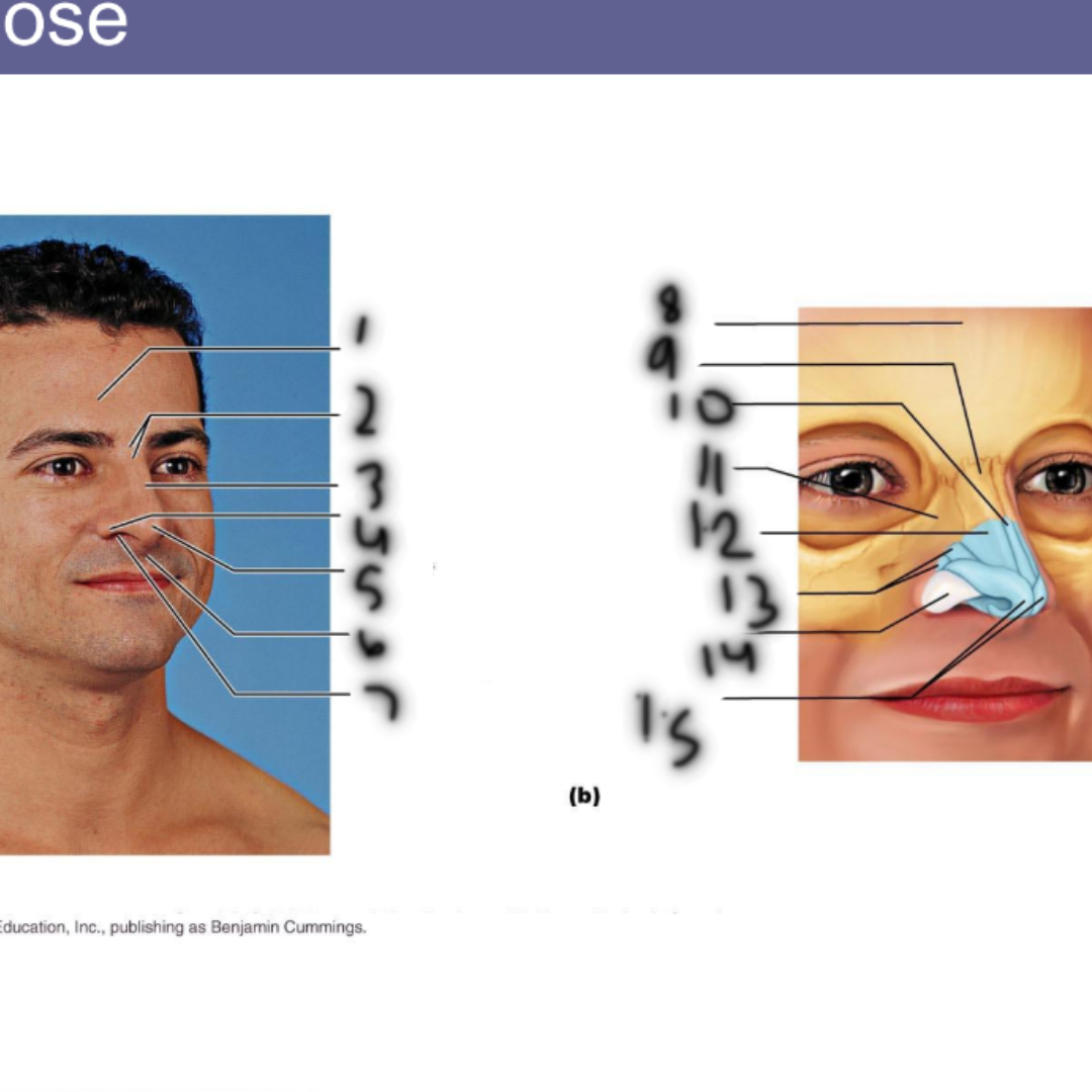 <p>1:</p>