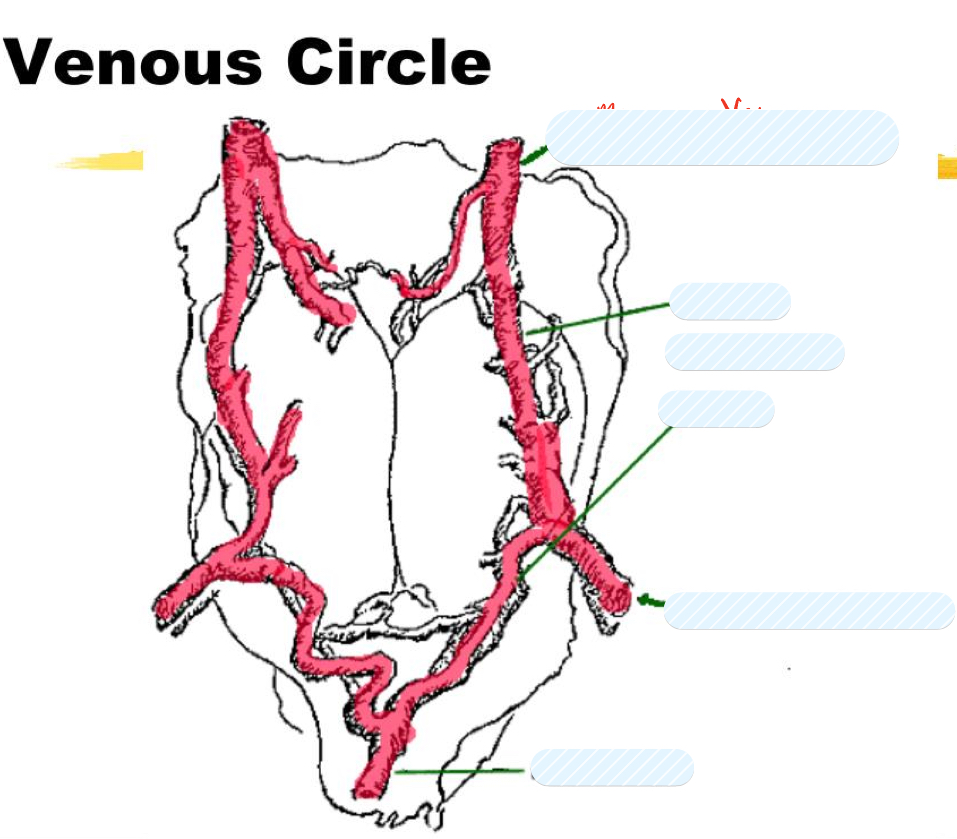 <p>Venous Circle</p>