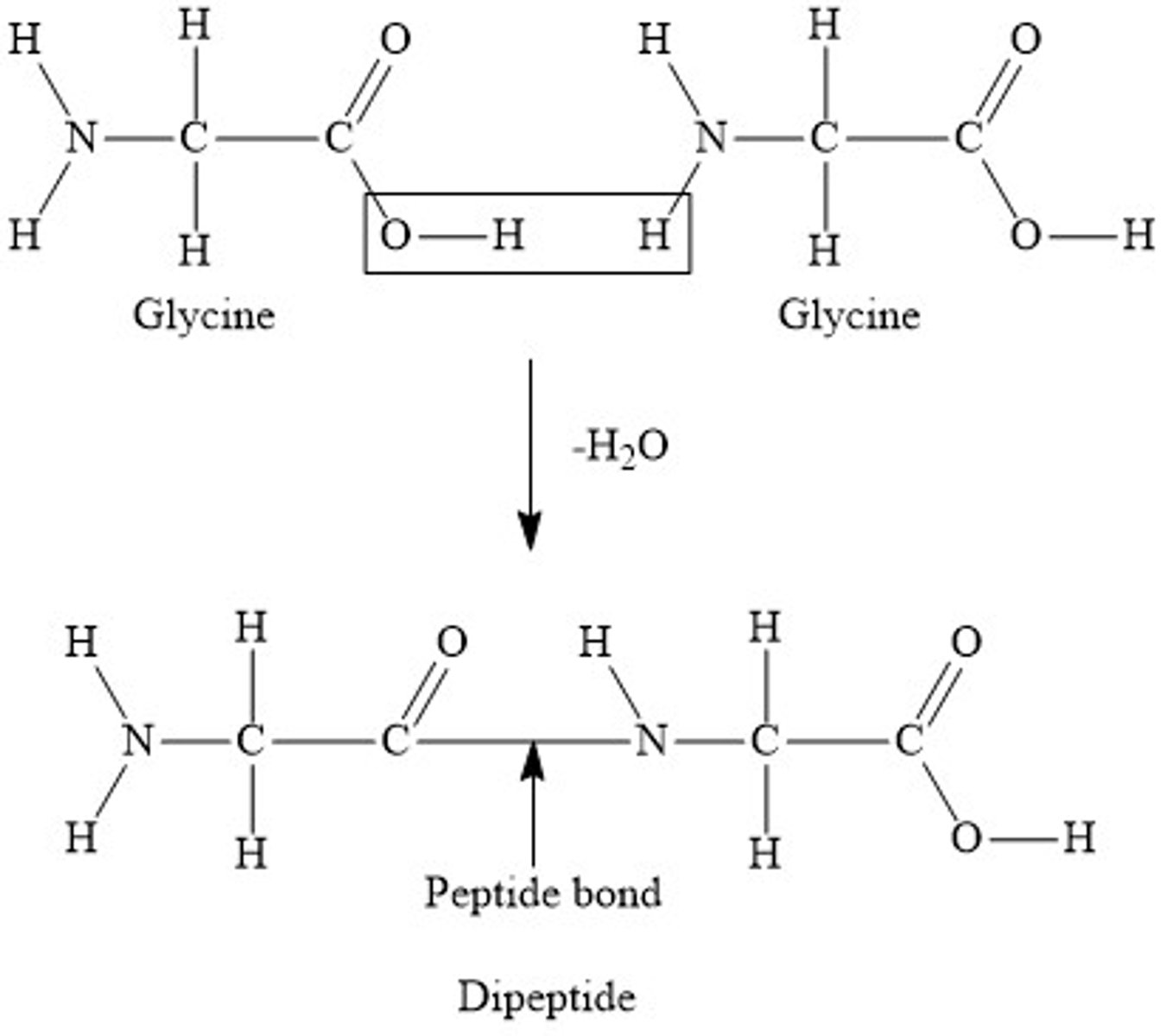 <p>NOTE: You do not have to learn any amino acid structure, you will be given this in the exam</p>