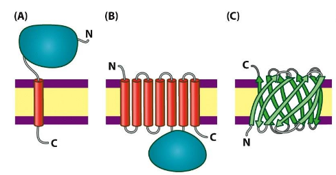 <p>Integral membrane proteins</p>