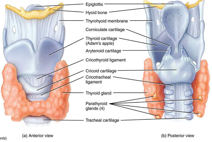 <p>In the larynx, <strong>unpaired cartilages</strong> include the <strong>thyroid</strong>, <strong>cricoid</strong>, and <strong>epiglottis</strong>—each exists as a single structure. <strong>Paired cartilages</strong>, such as the <strong>arytenoid</strong>, <strong>corniculate</strong>, and <strong>cuneiform</strong> cartilages, come in pairs and work together to support the vocal folds and influence voice production.</p>