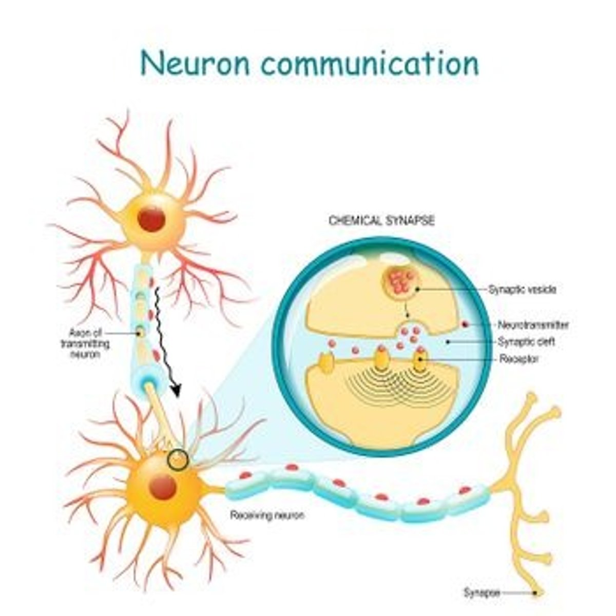 <p>The junction between axon terminals of one nerve and dendrites of another nerve</p>