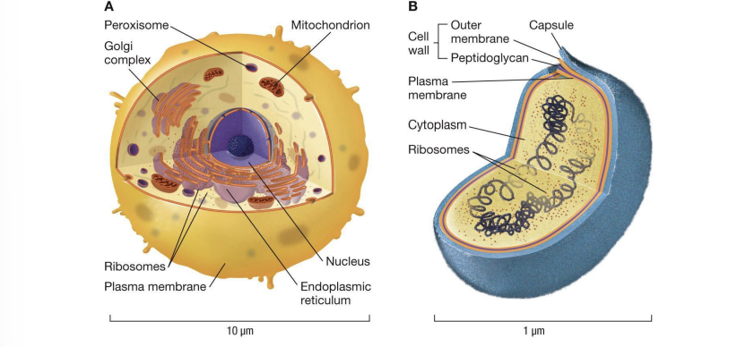When did Prokaryotes and Eukaryotes evolve?