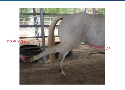 <ul><li><p>upon examining hindlimb</p></li><li><p>stifle is flexed</p></li><li><p>hock remains extended</p></li></ul><p></p>