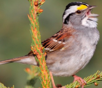 <p>Zonatrichia albicollis</p>