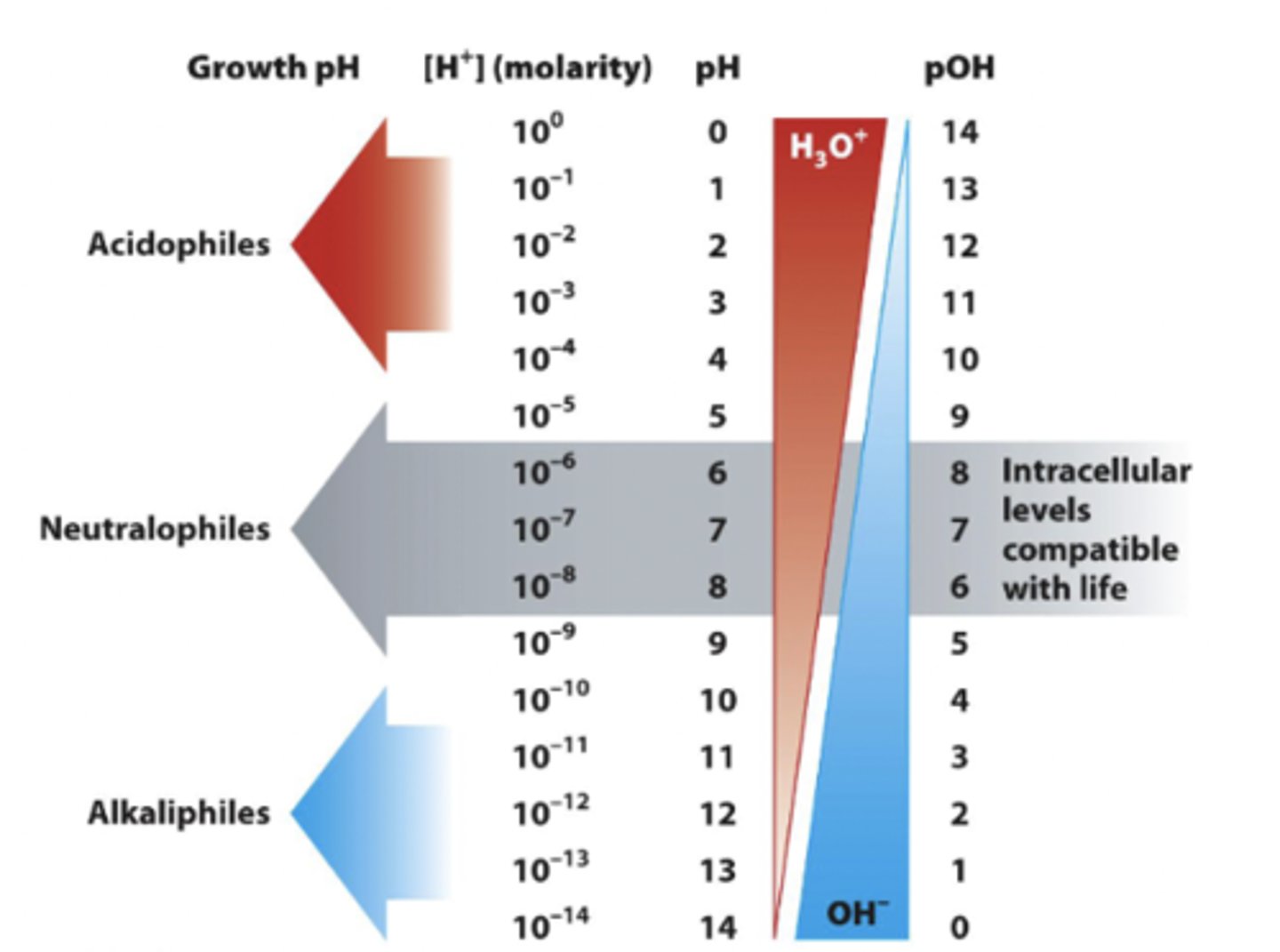 <p>bacteria that generally grow between pH 6 and pH 8 and include most humans pathogens</p>