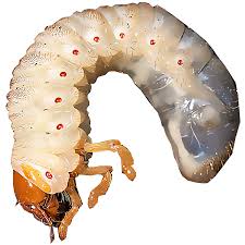 <p>What is this pest?</p>