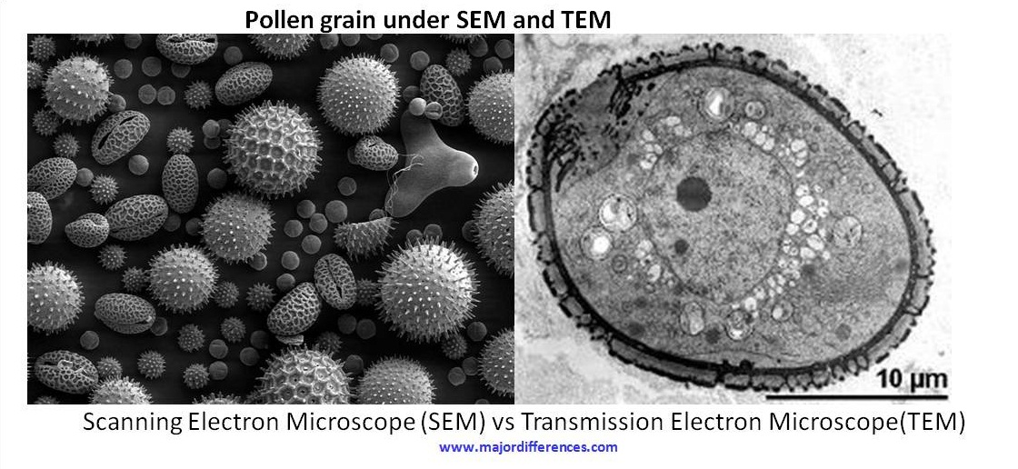 SEM creates an image by detecting reflected or knocked-off electrons, while TEM uses transmitted electrons (electrons that are passing through the sample) to create an image.