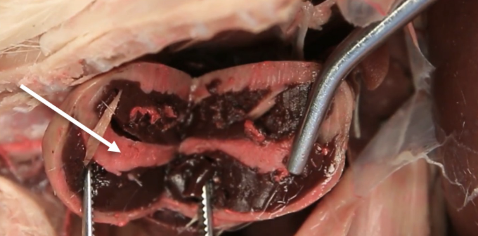 <p>What is this?</p>