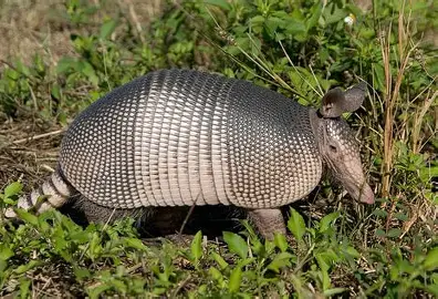 <p><em>Dasypus novemcinctus</em></p>