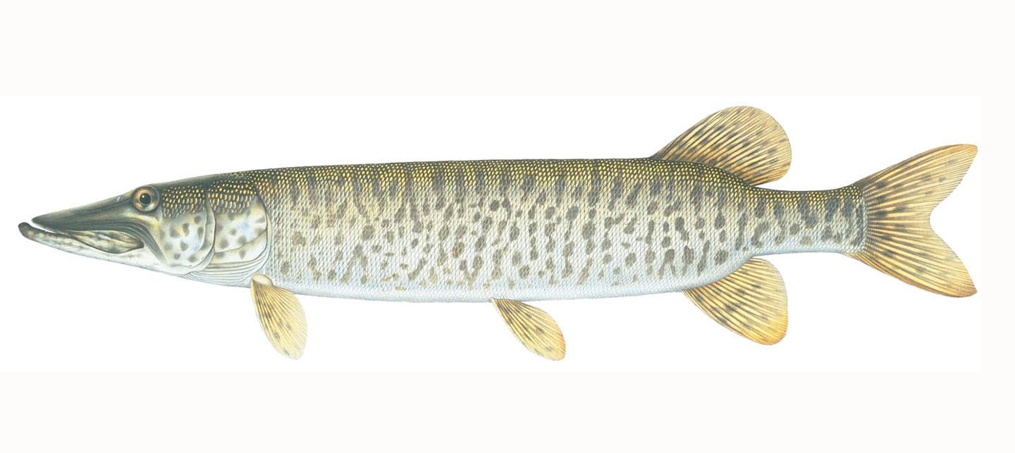 <p>pike</p>