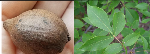 <p>Juglandaceae</p><p>Carya glabra / ovalis</p>