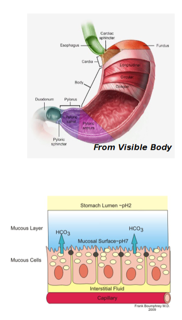 <ul><li><p>also modified</p></li><li><p>lines the lumen</p></li><li><p>Simple columnar epithelium entirely composed of mucous cells</p><ul><li><p>Secrete 2-layer coat of alkaline mucus</p><ul><li><p>Surface layer traps bicarbonate- rich fluid layer that is beneath it</p></li></ul></li></ul></li><li><p>Dotted with gastric pits, which lead into gastric glands that produce gastric juice</p></li></ul><p></p>