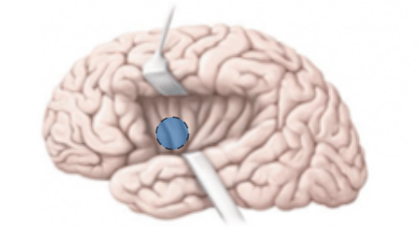 <p>cortex of the brain that receives and interprets tastes from the tongue</p>