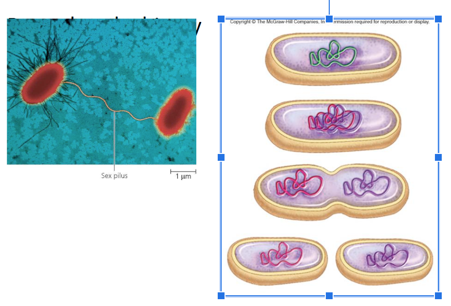 <ul><li><p>Through binary fission</p><ul><li><p>genetically identical copies of the original cell </p></li><li><p>essentially one cell splits into two </p></li></ul></li><li><p>Conjugation</p><ul><li><p>sharing genetic information through direct contact </p></li><li><p> plasma membranes of two conjugating prokaryotes fuse temporarily to form a cytoplasmic bridge across which DNA travels. </p></li><li><p>using a sex pili </p><ul><li><p>critical to bacteria resistance against medicine </p></li><li><p>can share info about to improve function and survival of the bacteria </p></li></ul></li></ul></li></ul><p></p>
