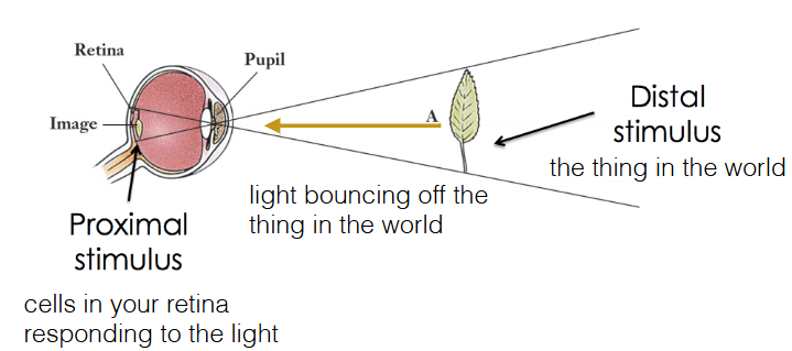 <p>How do we perceive a 3D world from 2D input?</p>