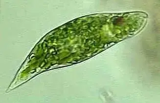 <p>Phylum: Euglenozoan</p><p>Kingdom: Protist</p><p>Domain: Eukarya</p>