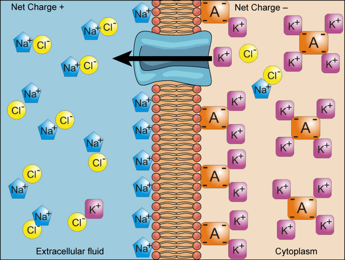 <p>An () gradient is a gradient of ions across a membrane; arise from the combined effects of () and electrical gradients; cytoplasm contains more () charged molecules like ions and proteins than the extracellular fluid</p>