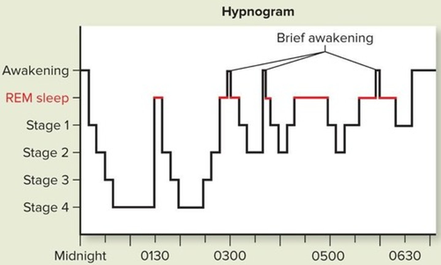 <p>Includes non-REM and REM sleep, with distinct physiological changes.</p>