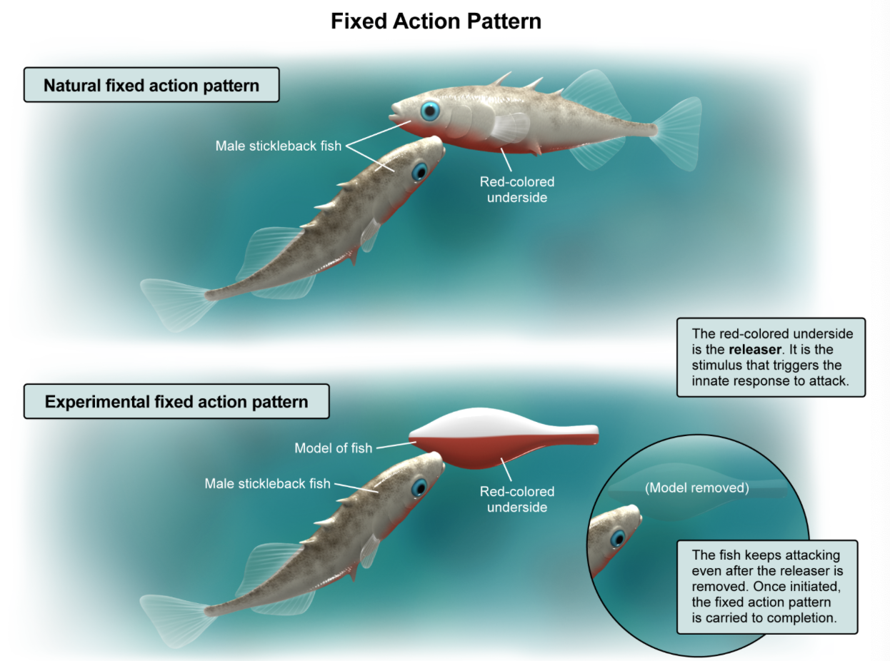 <p>B. fixed action pattern | instinctive behavioral sequence that continues to completion in response to a specific stimulus (called the releaser/sign stimulus) Fixed action patterns are considered the simplest for of an instinct</p>