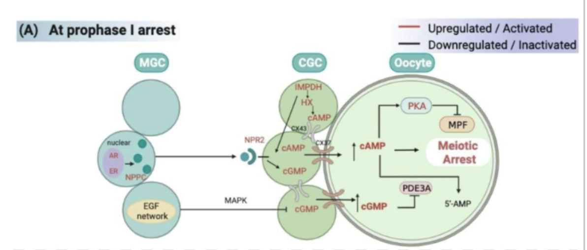 <ul><li><p>what maintains elevated cAMP concentrations?</p><ul><li><p>granulosa/cumulus-derived cGMP</p></li><li><p>granulosa-derived factor stimulation of adenylate cyclase (AC)</p><ul><li><p>binding to G-protein receptor 3 (GPR3)</p><ul><li><p>FSH</p></li><li><p>other hormones</p></li></ul></li></ul></li><li><p>phosphodiesterase 3A (PDE3A) block</p></li></ul></li></ul><p></p>
