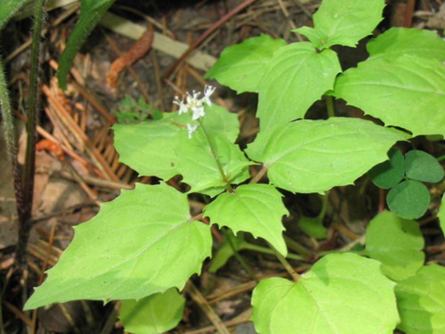 <p>Circaea alpina</p>
