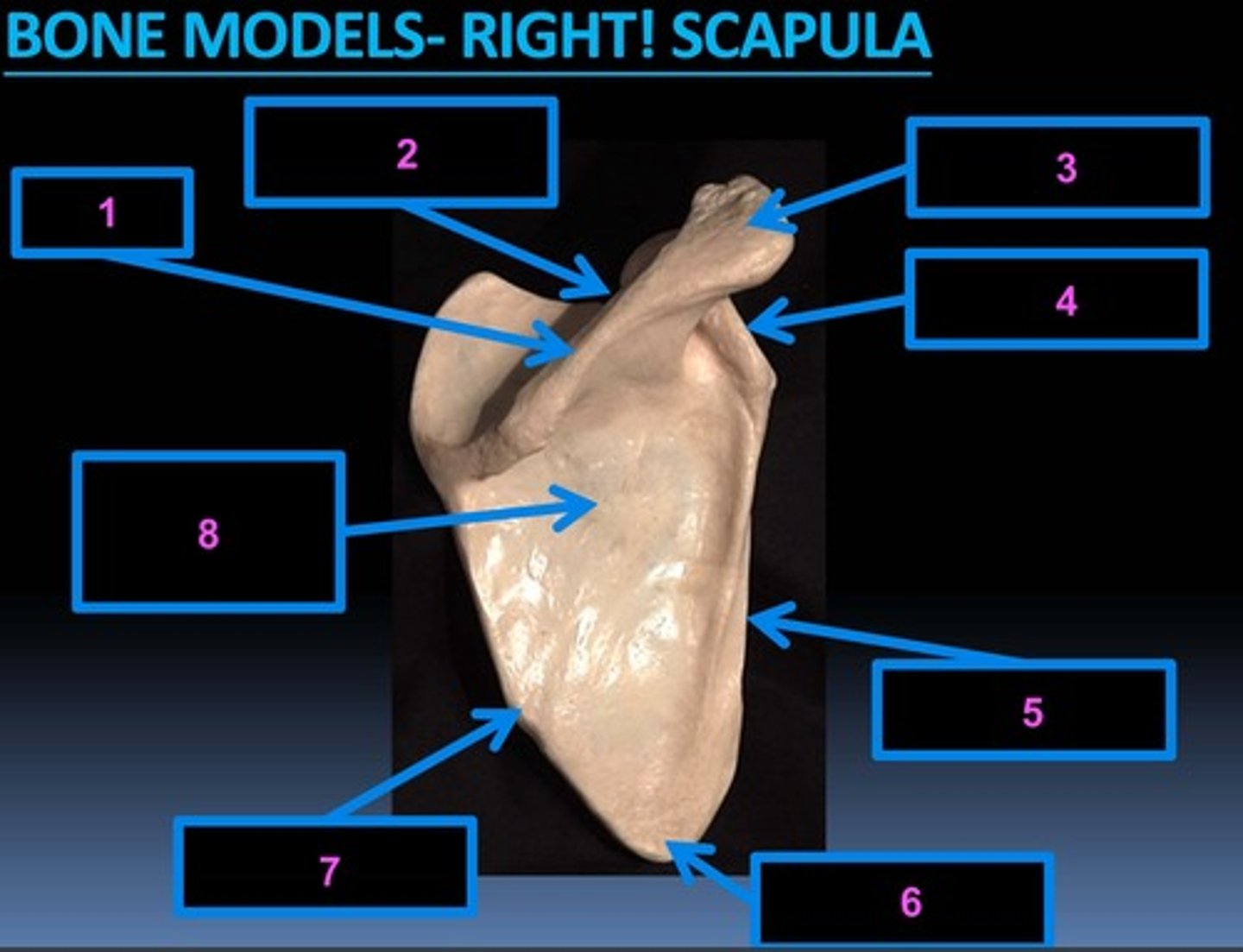 <p>3</p>