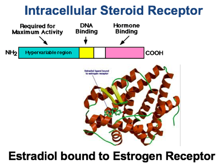 <p>ligand binding domain<br>DNA binding domain<br>Transcription activating domain</p>