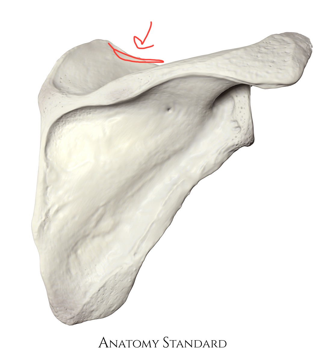 <p>scapula, top edge</p>