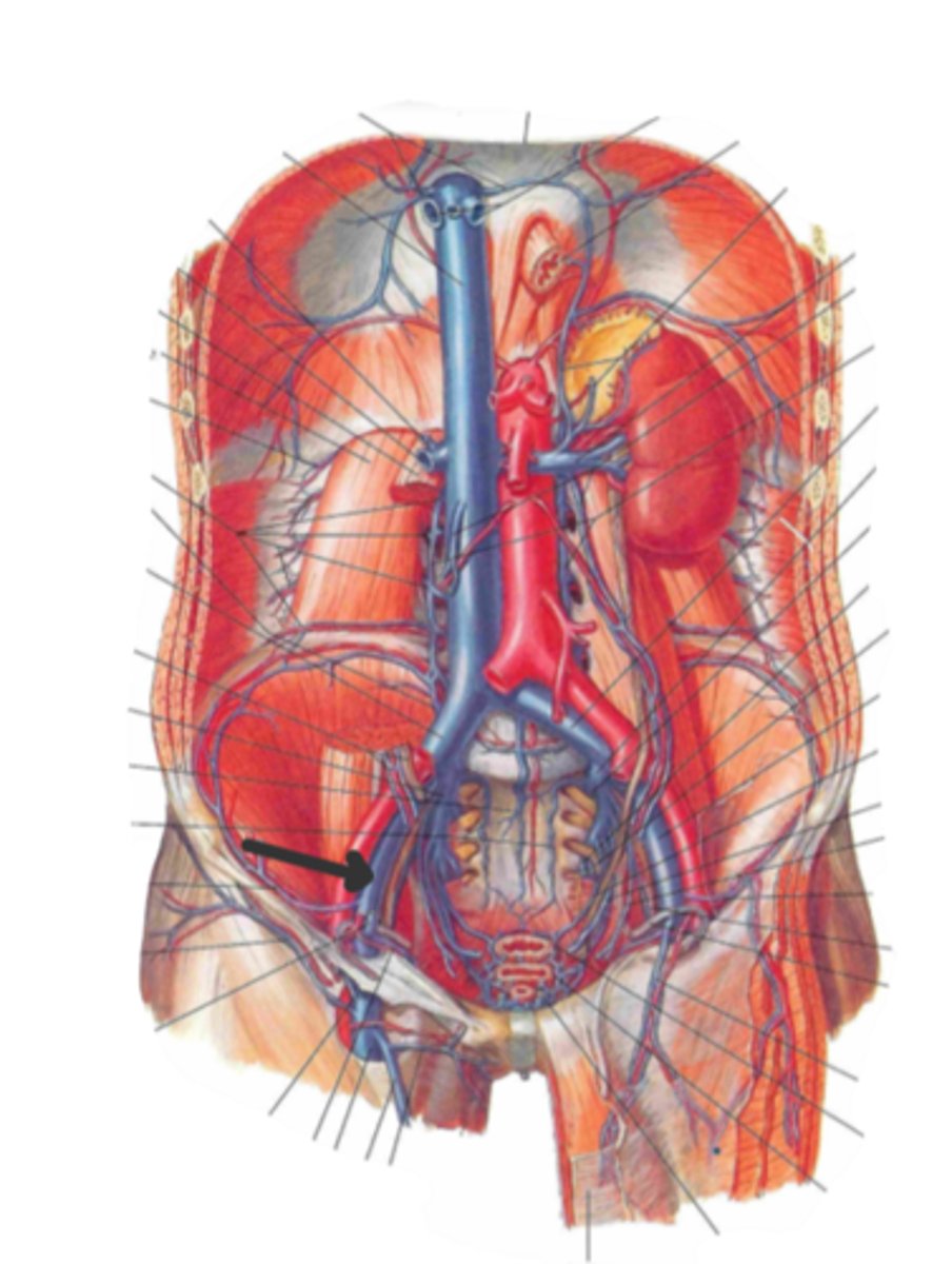 <p>identify the structure(s) indicated by the arrow</p>