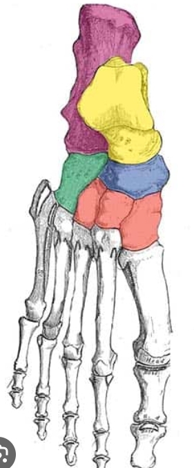 <p>How many Metatarsals are in the Ankle?</p>