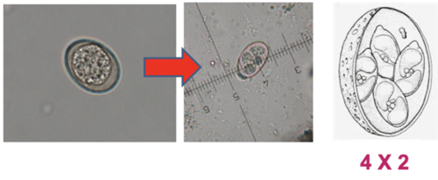 <p>edad + clínica</p><p>flotación: ooquistes</p><p>- negativo en casos agudos</p><p>para diferenciar los especies: ooquistes esporulados</p><p>necropsia aconsejable</p>