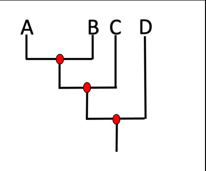 <p>Which lineage is sister to C?</p><ol><li><p>D</p></li><li><p>B</p></li><li><p>The lineage that includes A, B, and D</p></li><li><p>The lineage that includes A and B</p></li></ol>