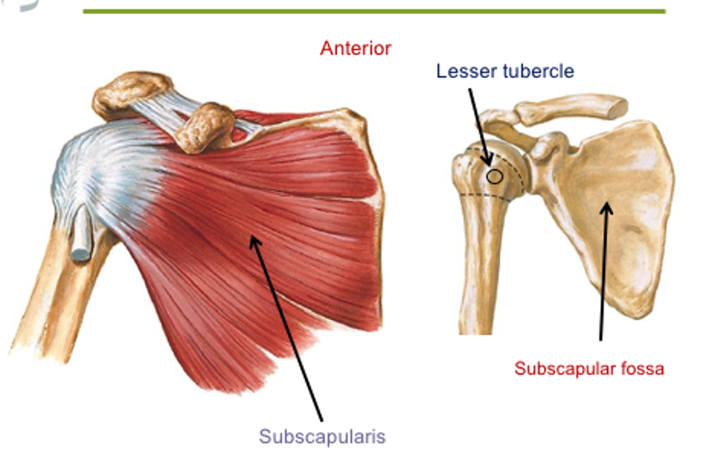 <p>Lesser tubercle of humerus.</p>