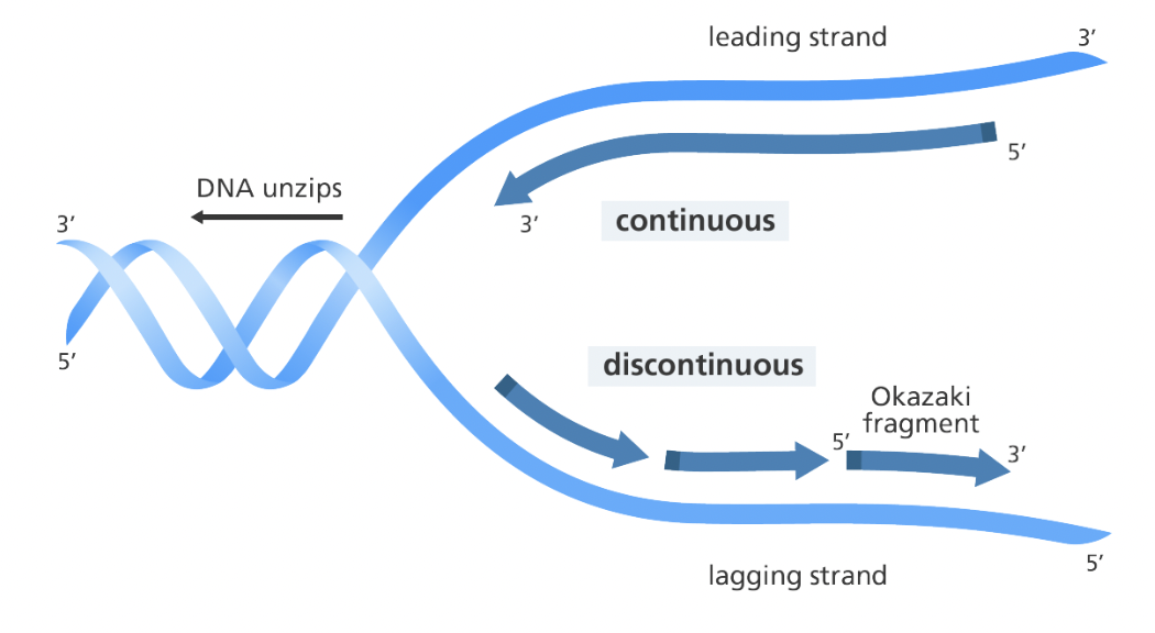 <p><span style="background-color: transparent; font-family: "Proxima Nova", sans-serif;"><span>Made in Okazaki fragments that are later joined together by ligase</span></span></p>