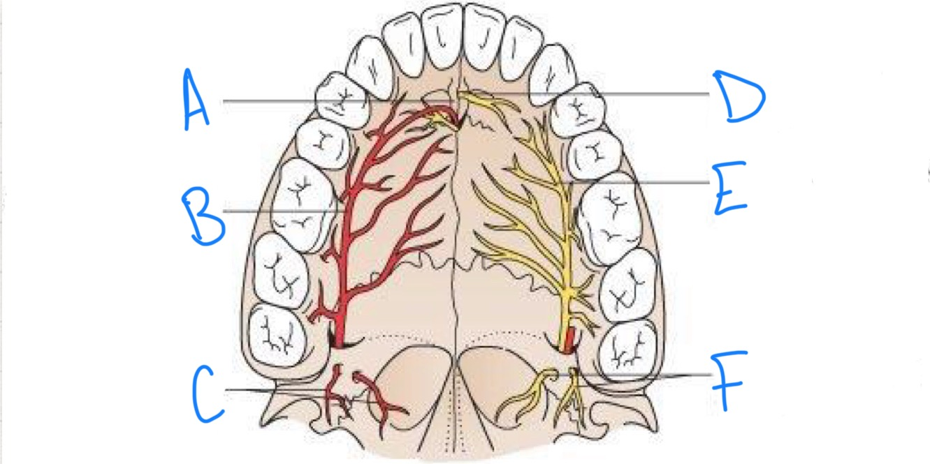 <p>what structure is labeled D?</p>